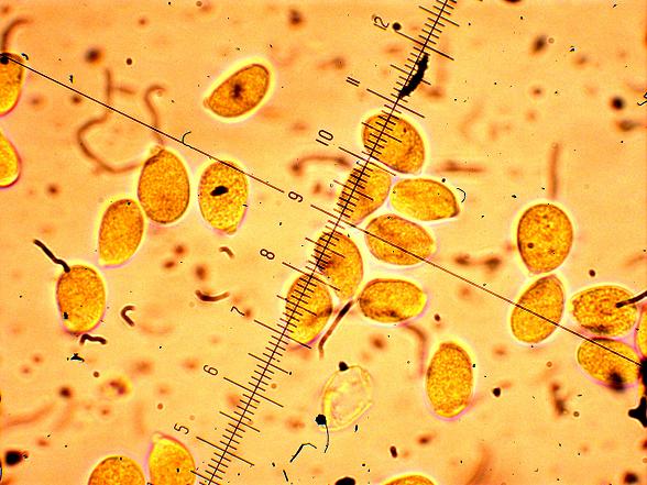 Corticium meridioroseum